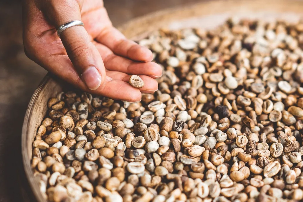 A hand sifting through a wooden bowl of pale unroasted green coffee beans