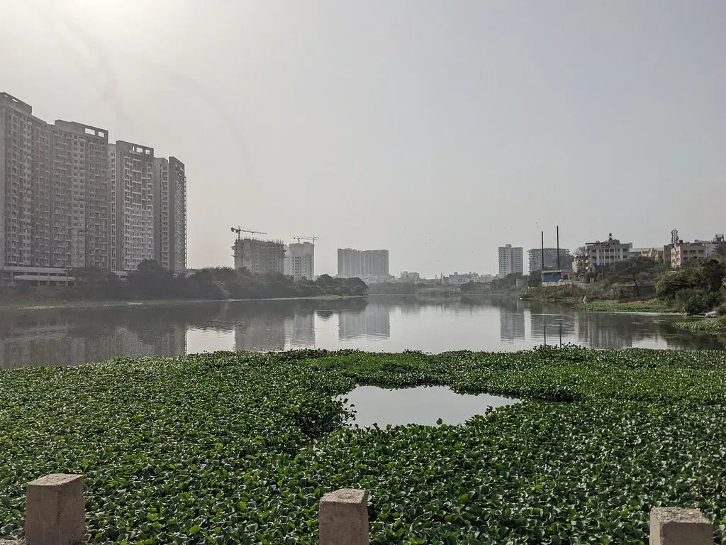 A river covered in green water plants with apartment towers and cranes on the far bank under hazy sky