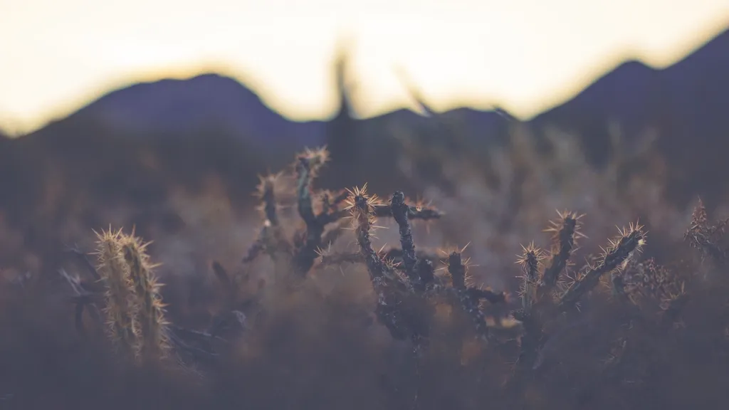 Backlit cactus spines in the foreground with desert mountains blurred behind at dusk